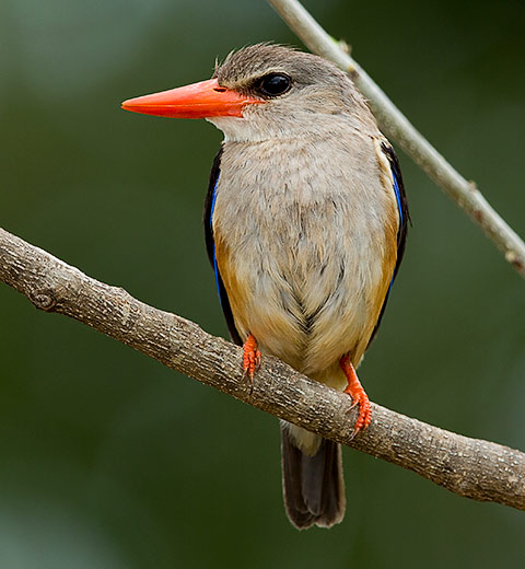 Grey-headed Kingfisher